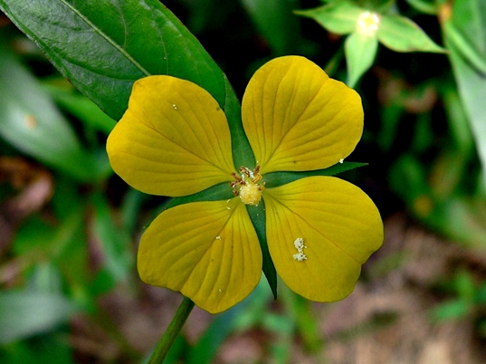 {Ludwigia decurrens}